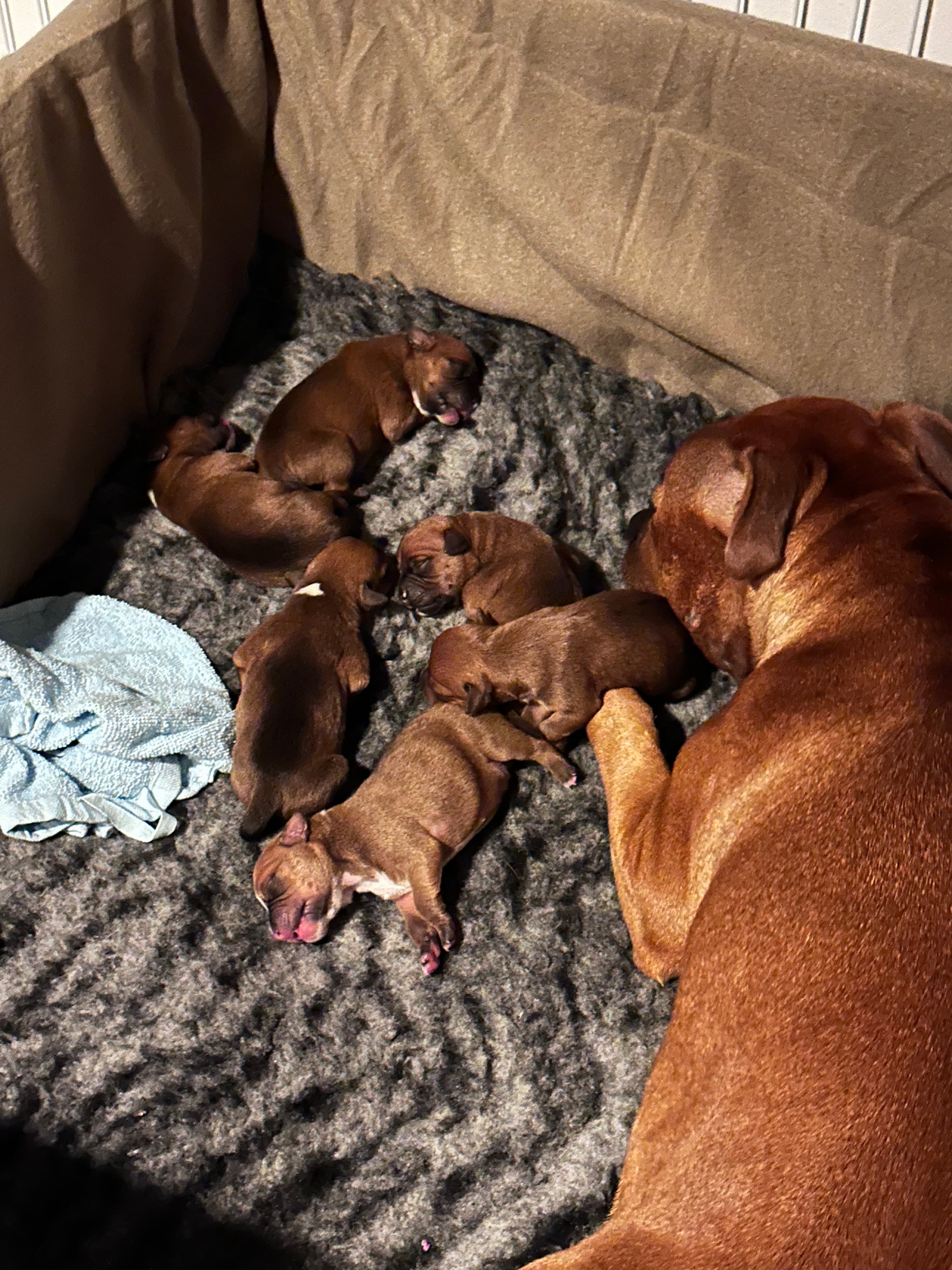 Chica’s 1 kuld - Billede 13