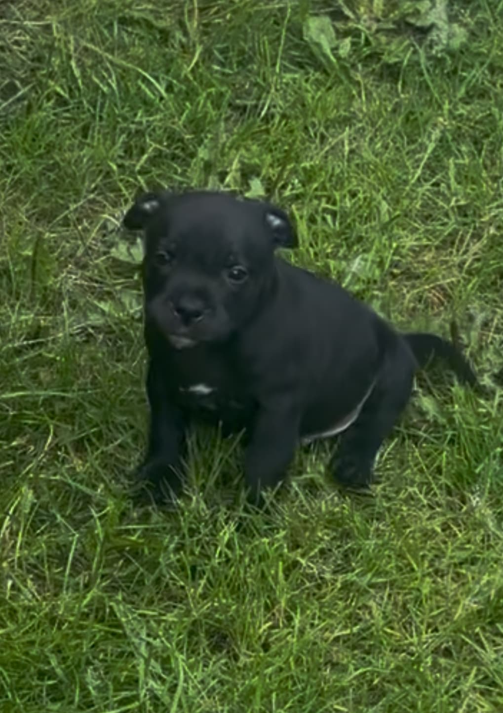 Coco’s 2 kuld - Billede 1