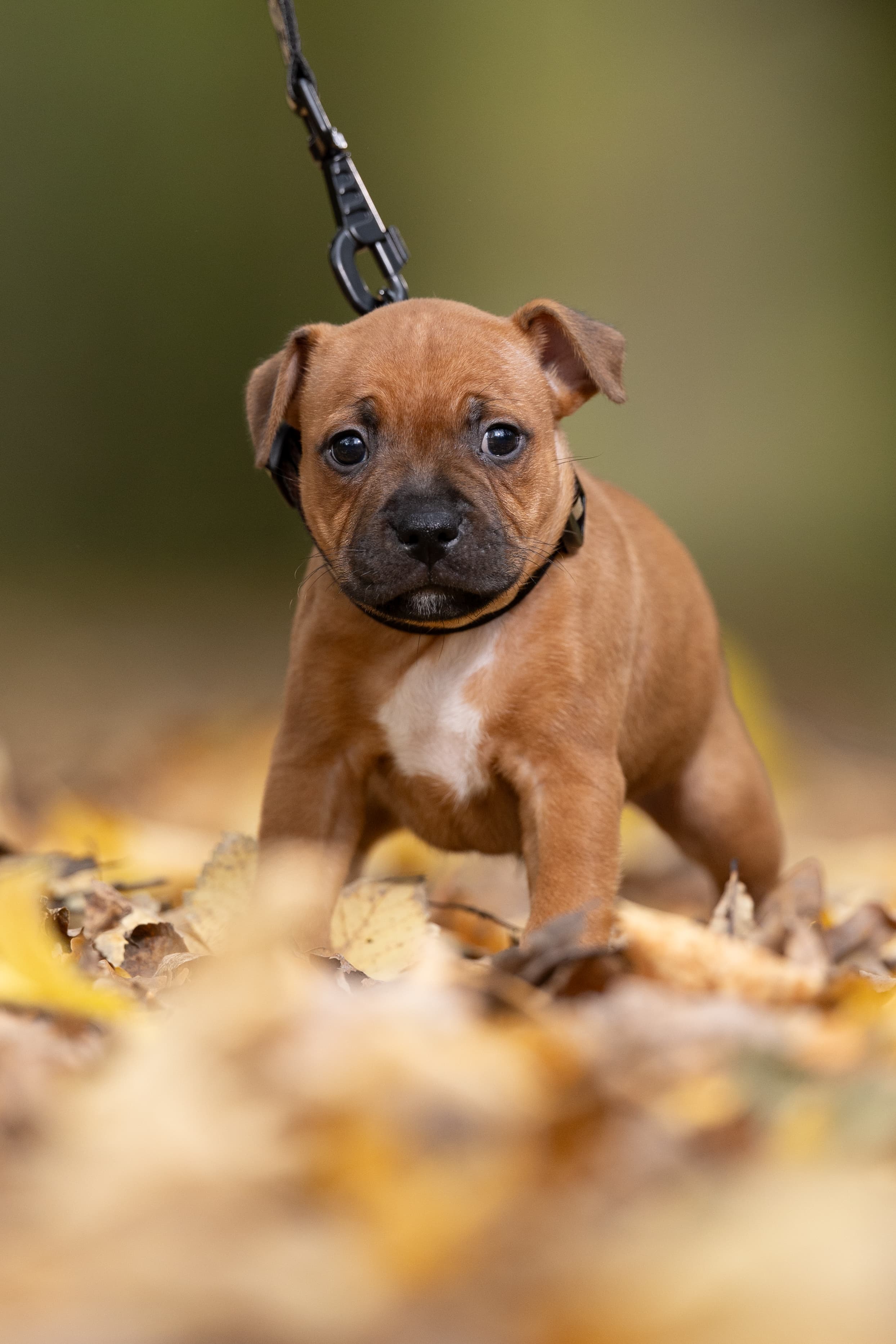 Chica’s 1 kuld - Billede 2