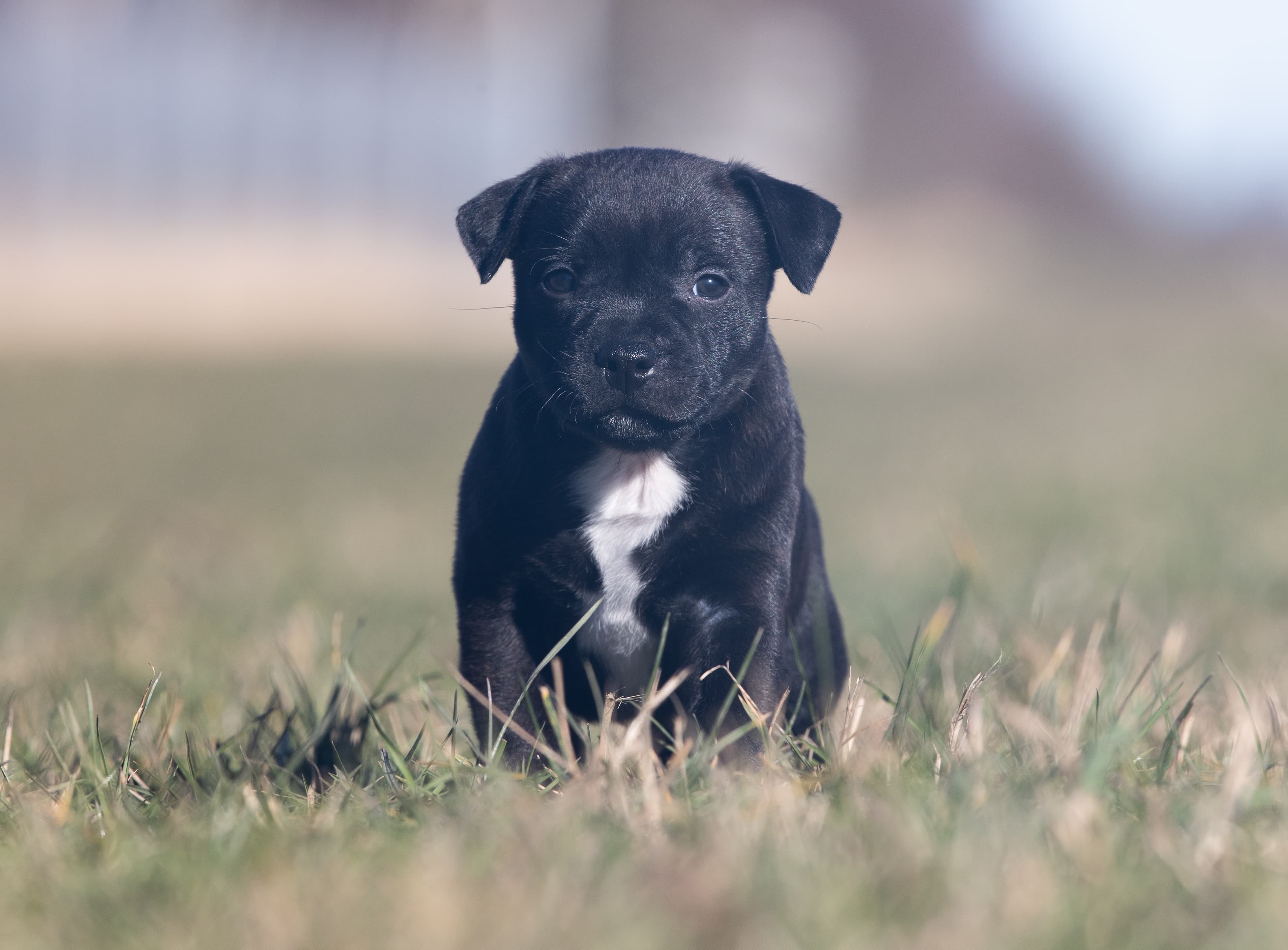 Coco’s 1 kuld - Billede 10