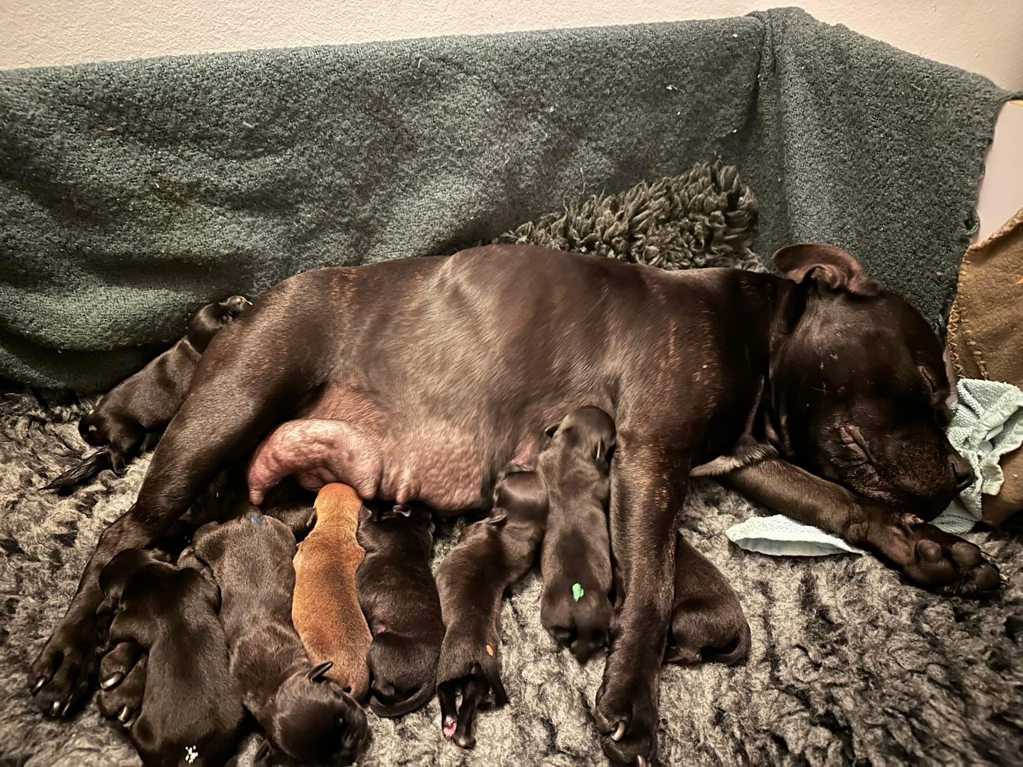 Coco’s 2 kuld - Billede 19