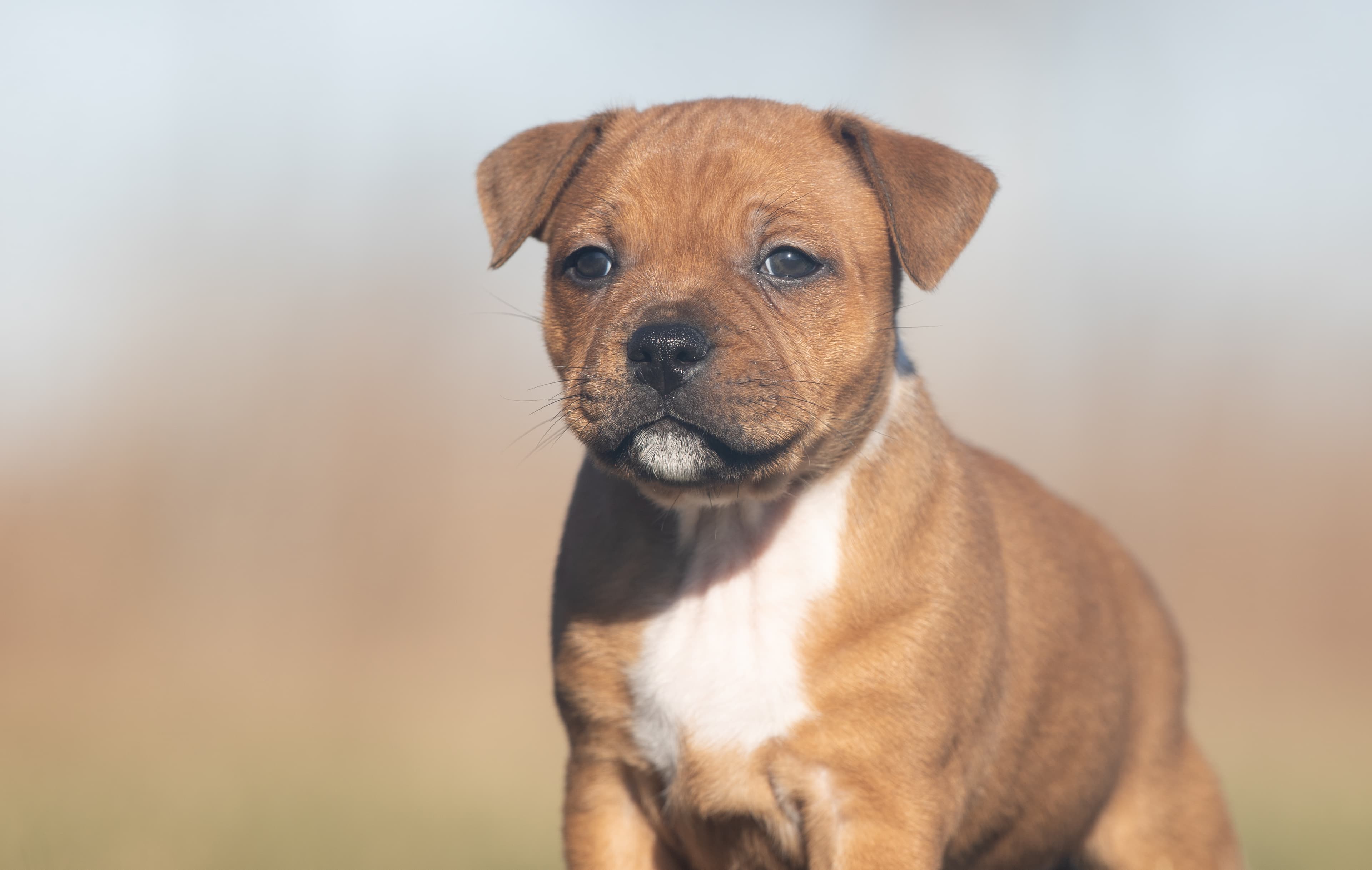 Coco’s 1 kuld - Billede 13