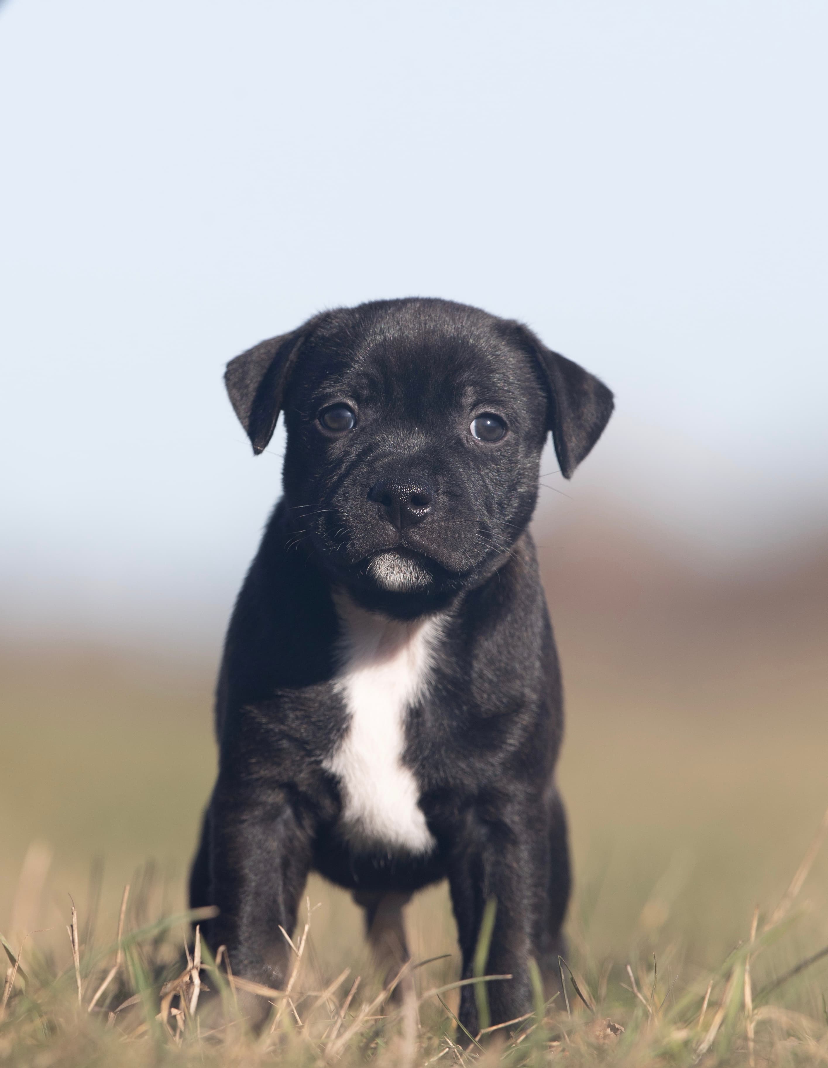 Coco’s 1 kuld - Billede 6