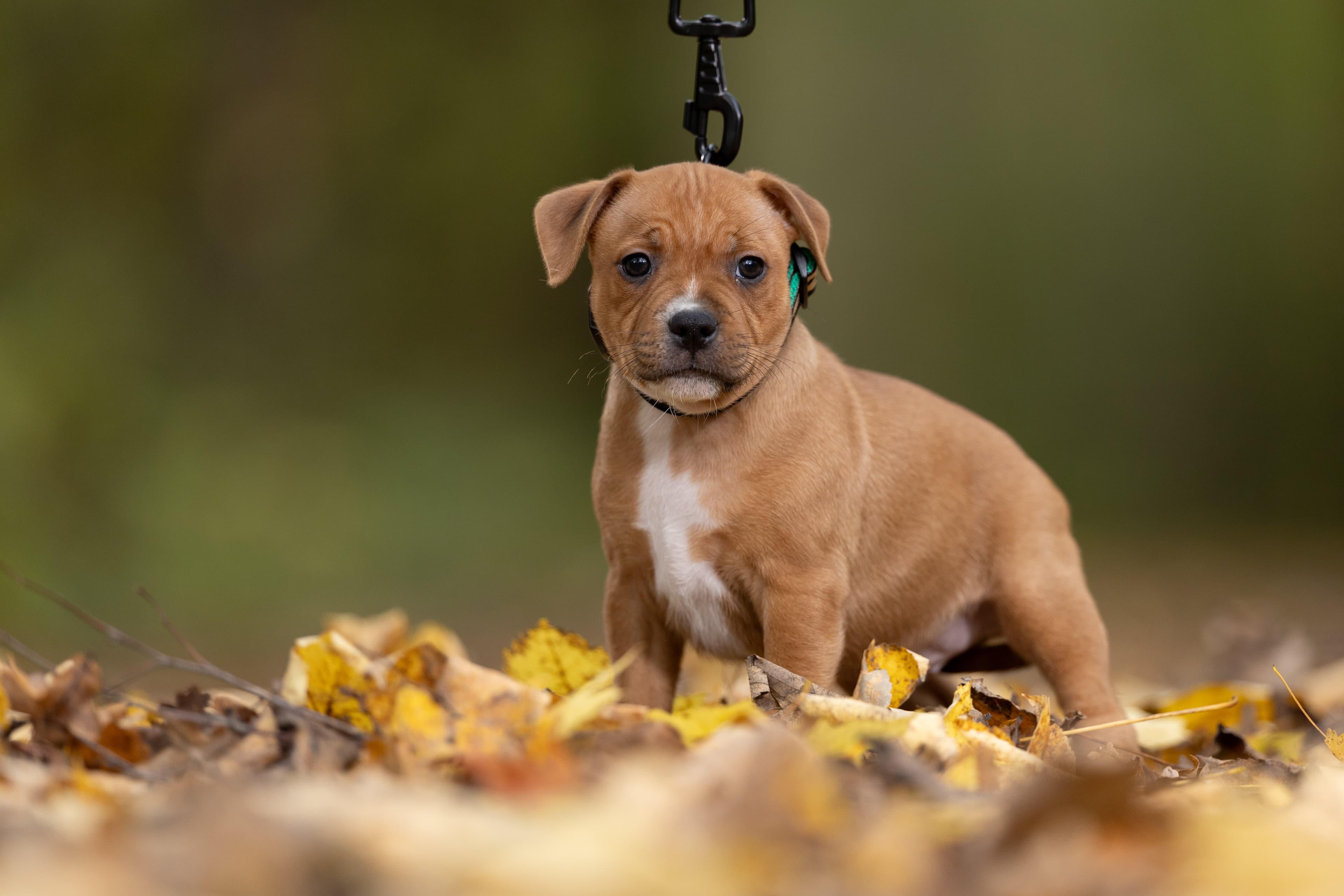 Chica’s 1 kuld - Billede 5