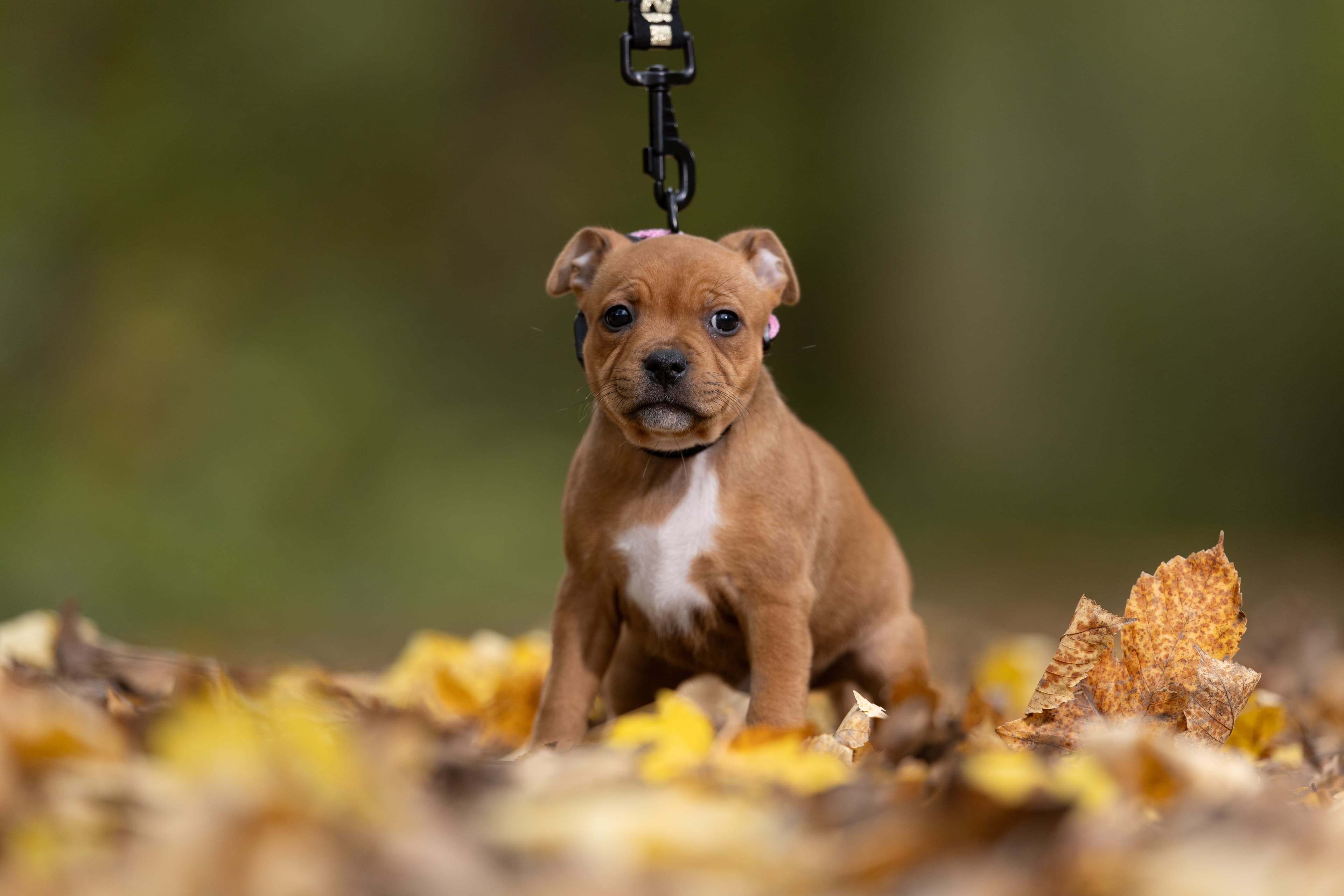 Chica’s 1 kuld - Billede 6