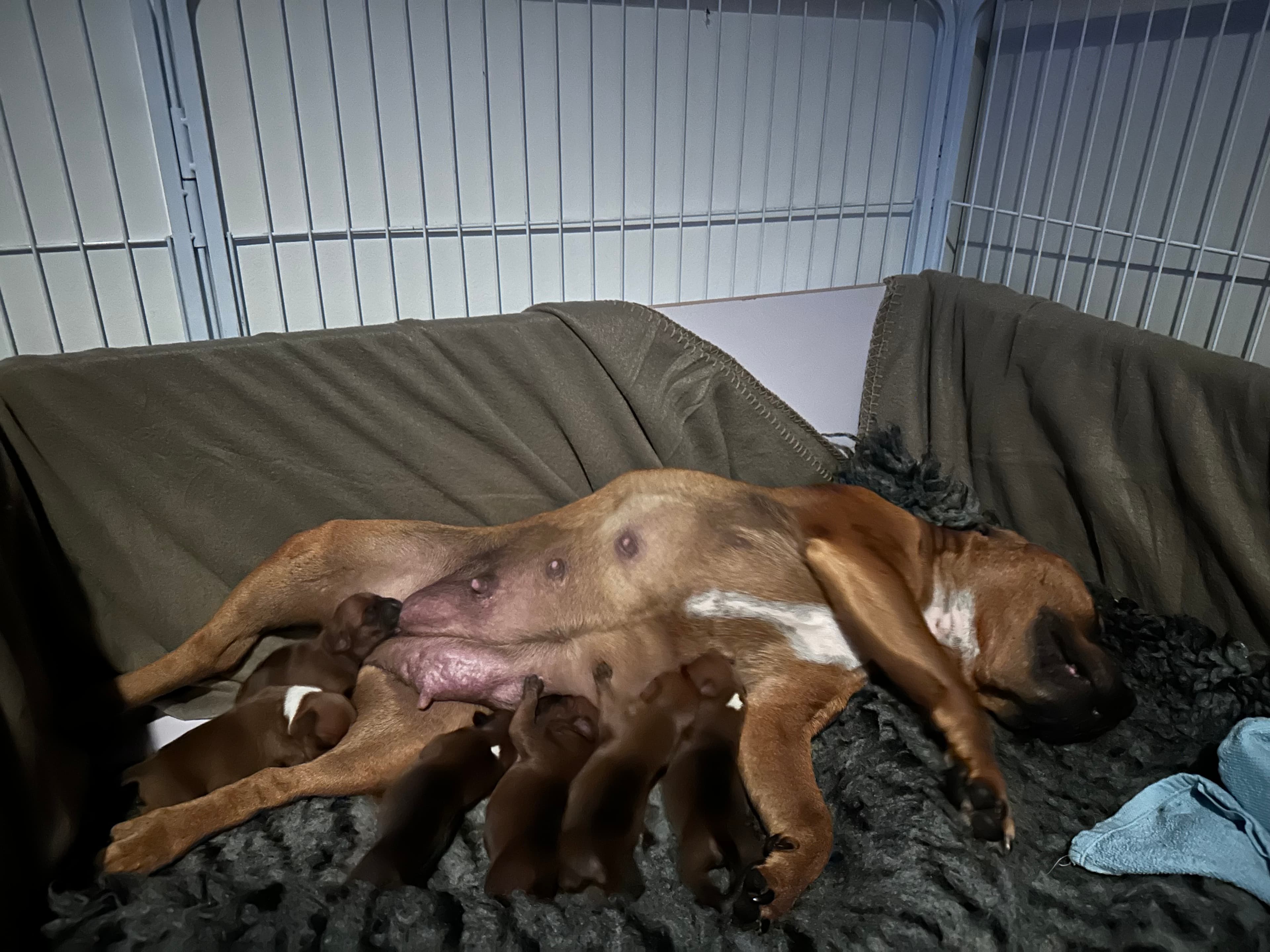 Chica’s 1 kuld - Billede 9