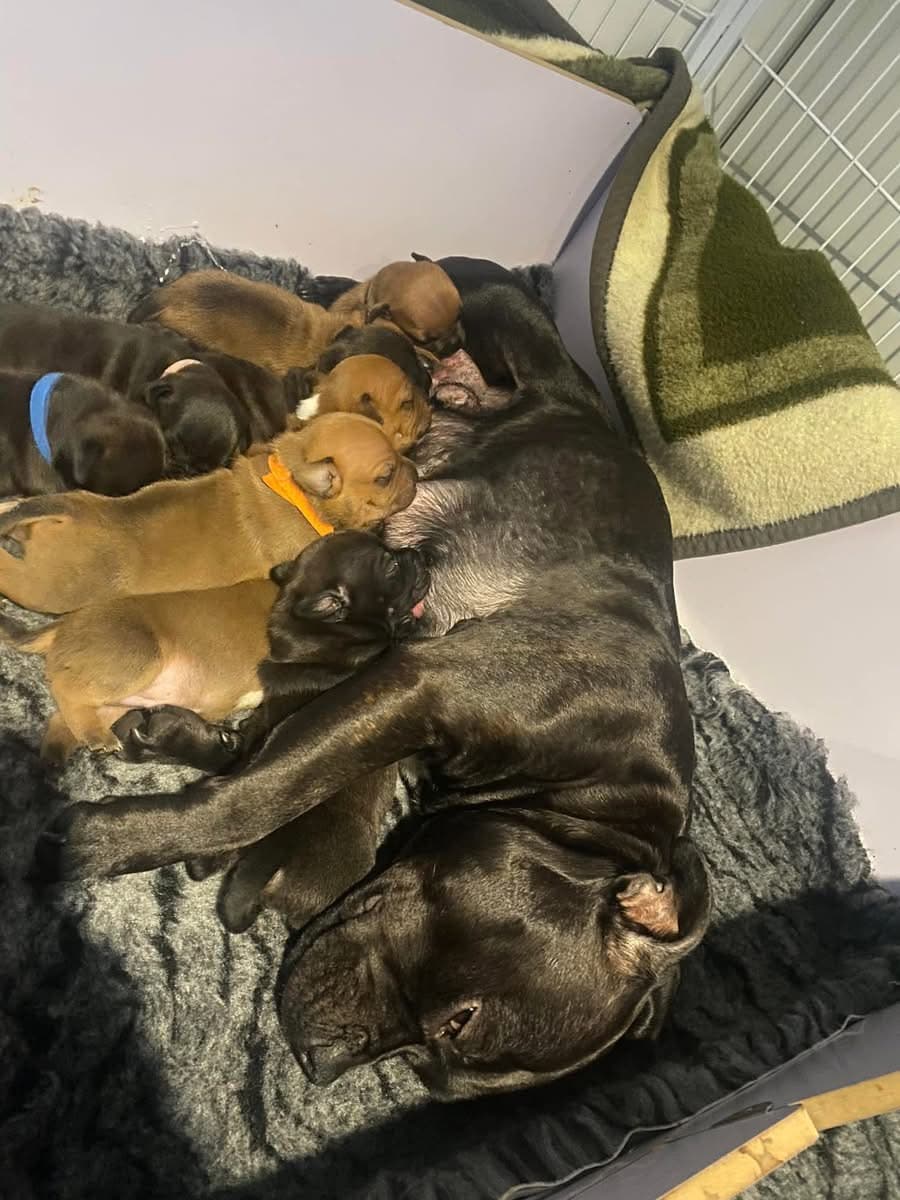 Coco’s 1 kuld - Billede 1