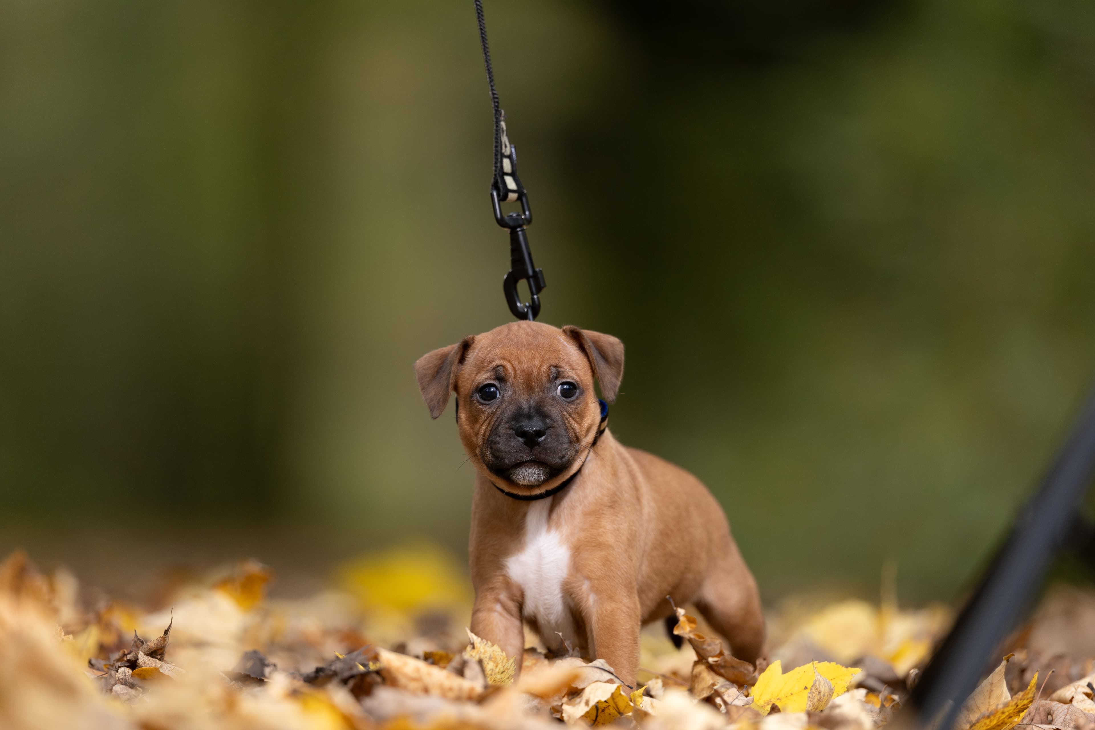 Chica’s 1 kuld - Billede 3