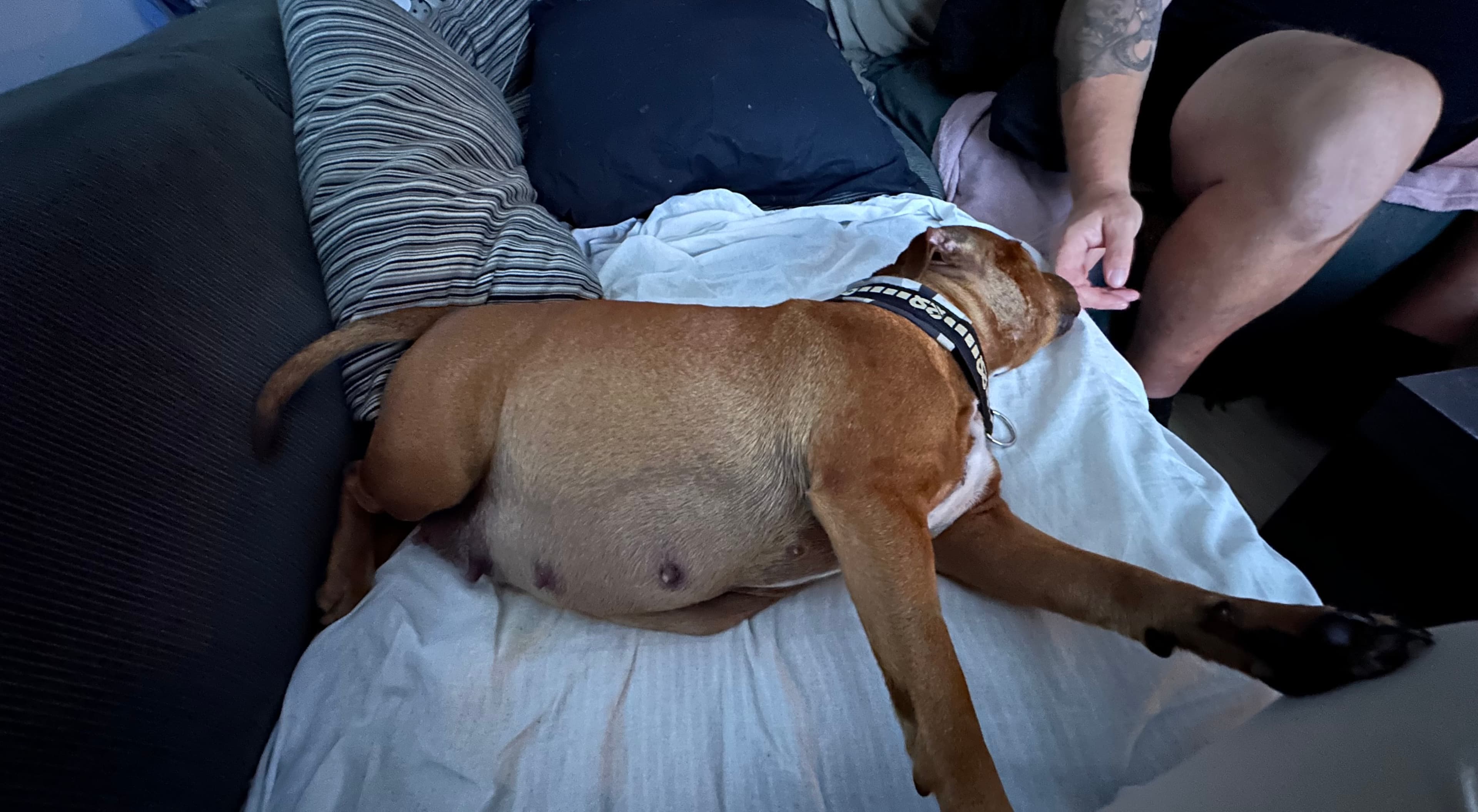 Chica’s 1 kuld - Billede 11