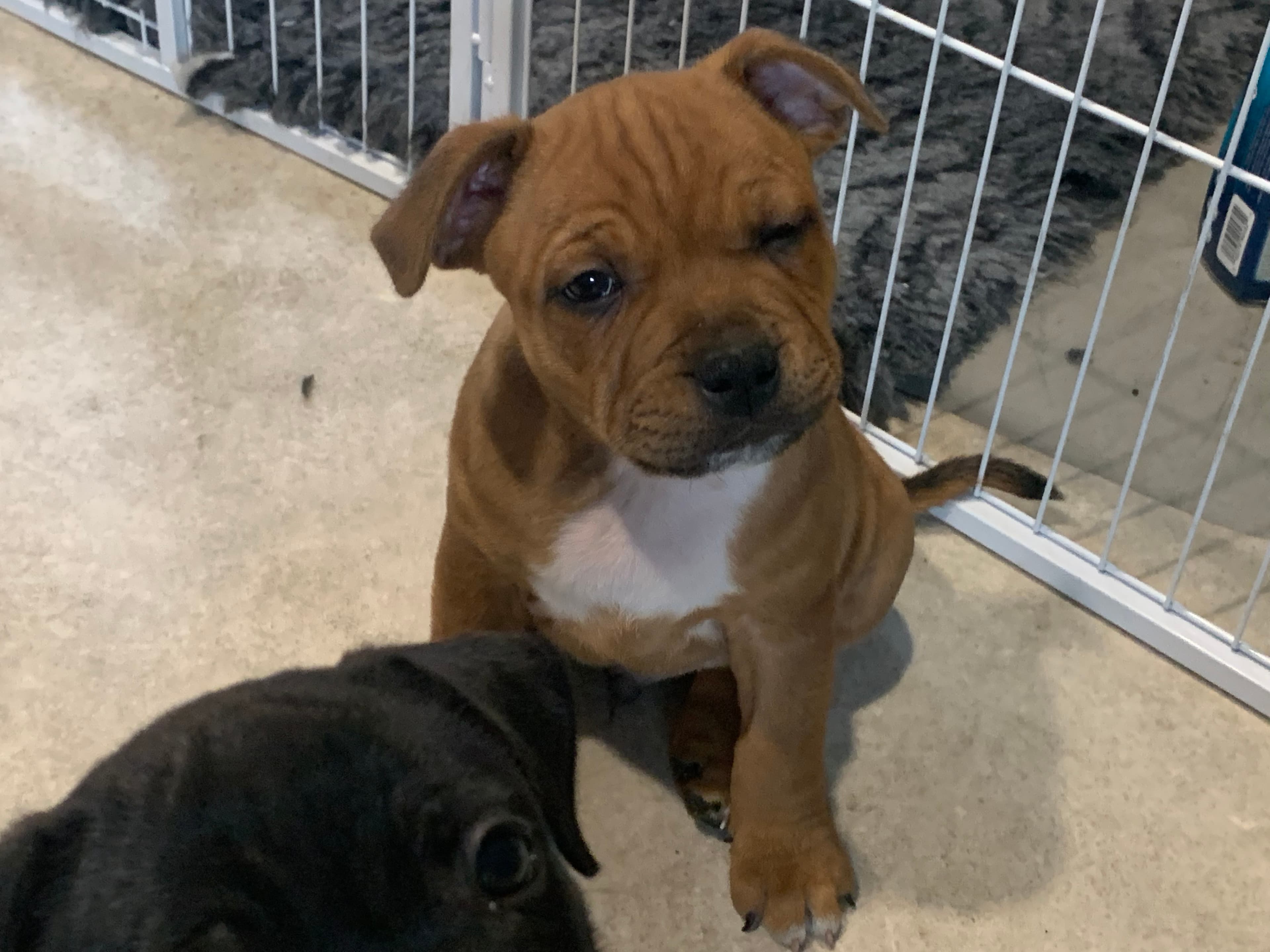 Coco’s 1 kuld - Billede 4