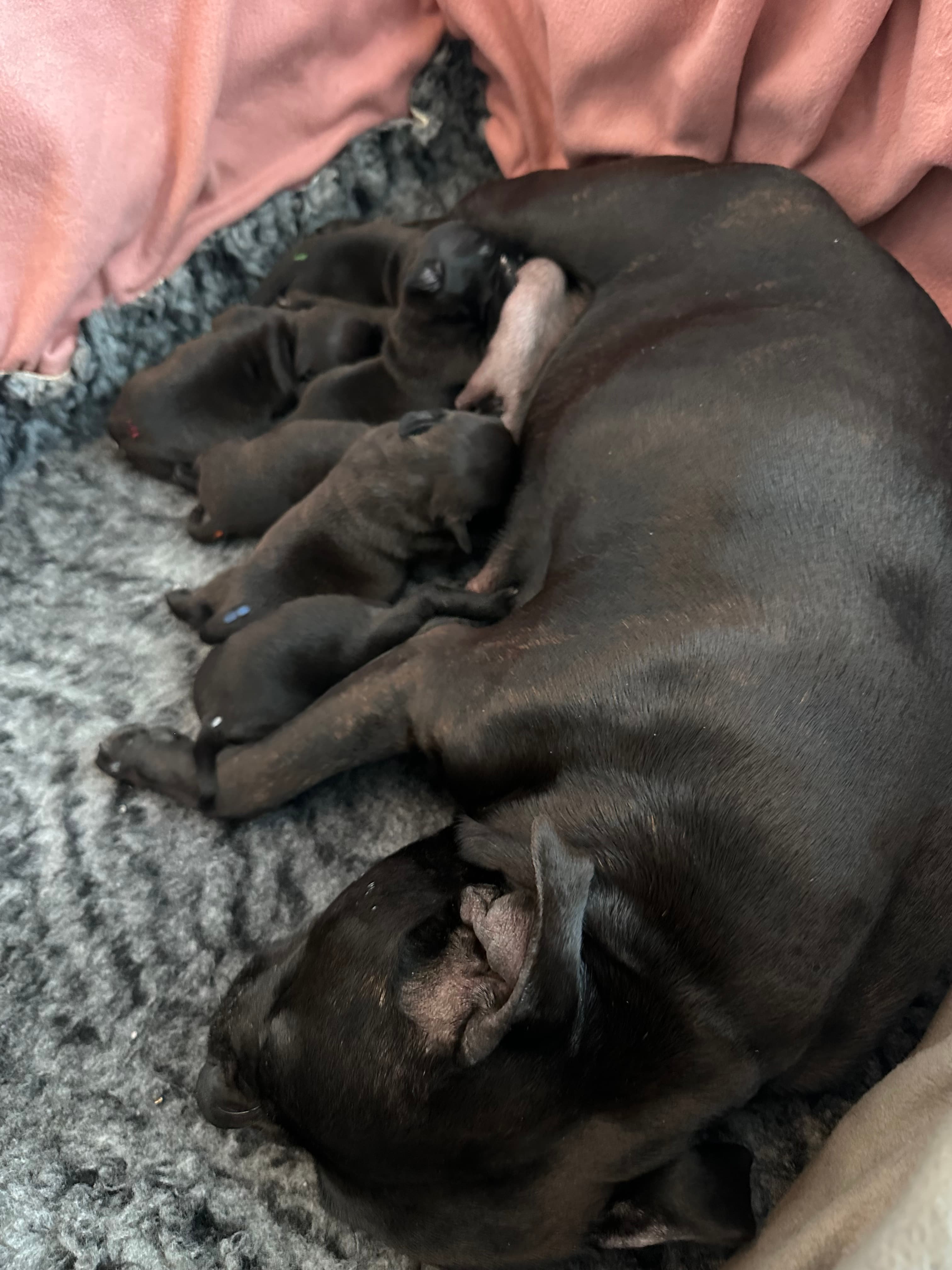 Coco’s 2 kuld - Billede 3