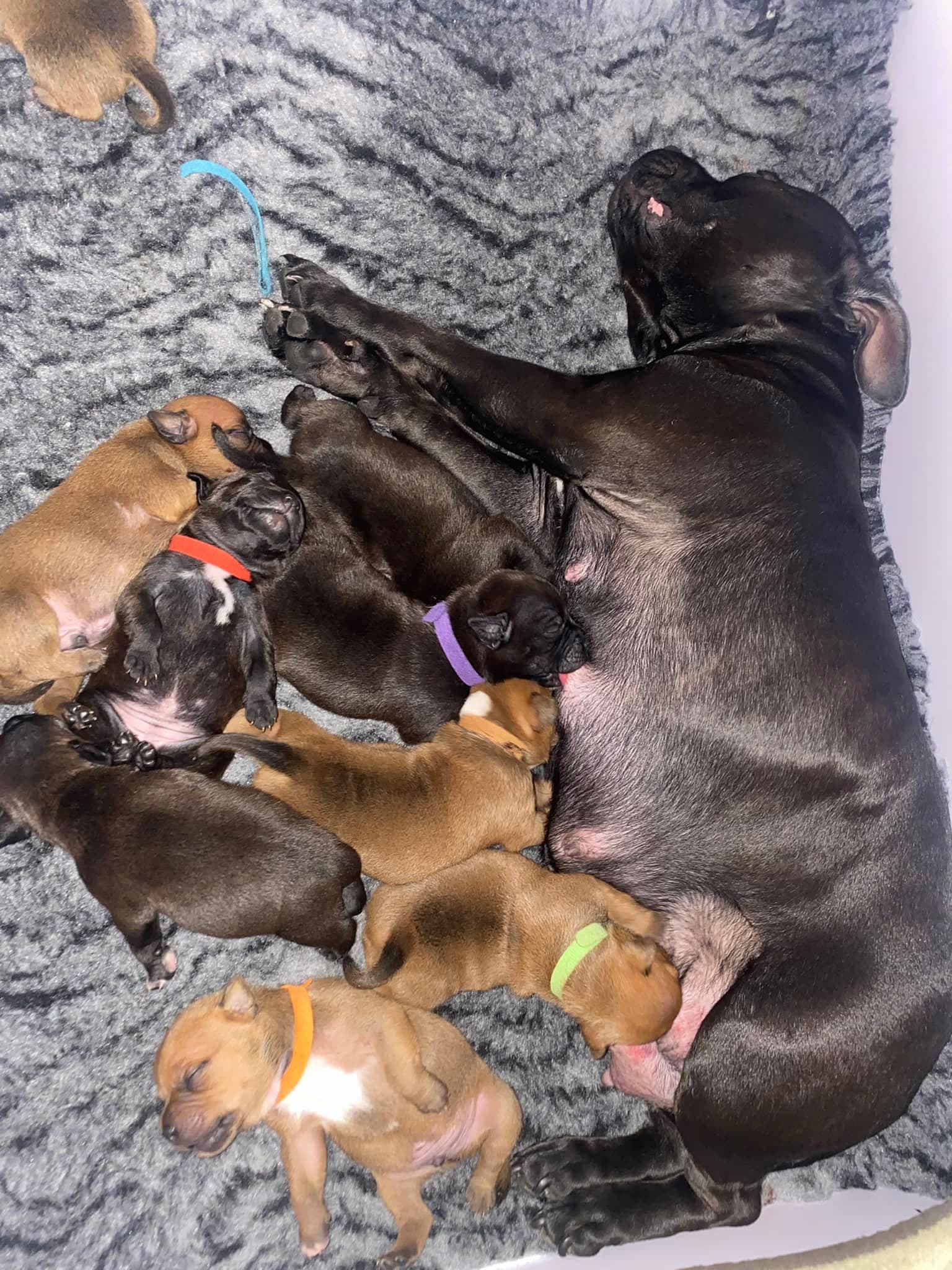 Coco’s 1 kuld - Billede 2