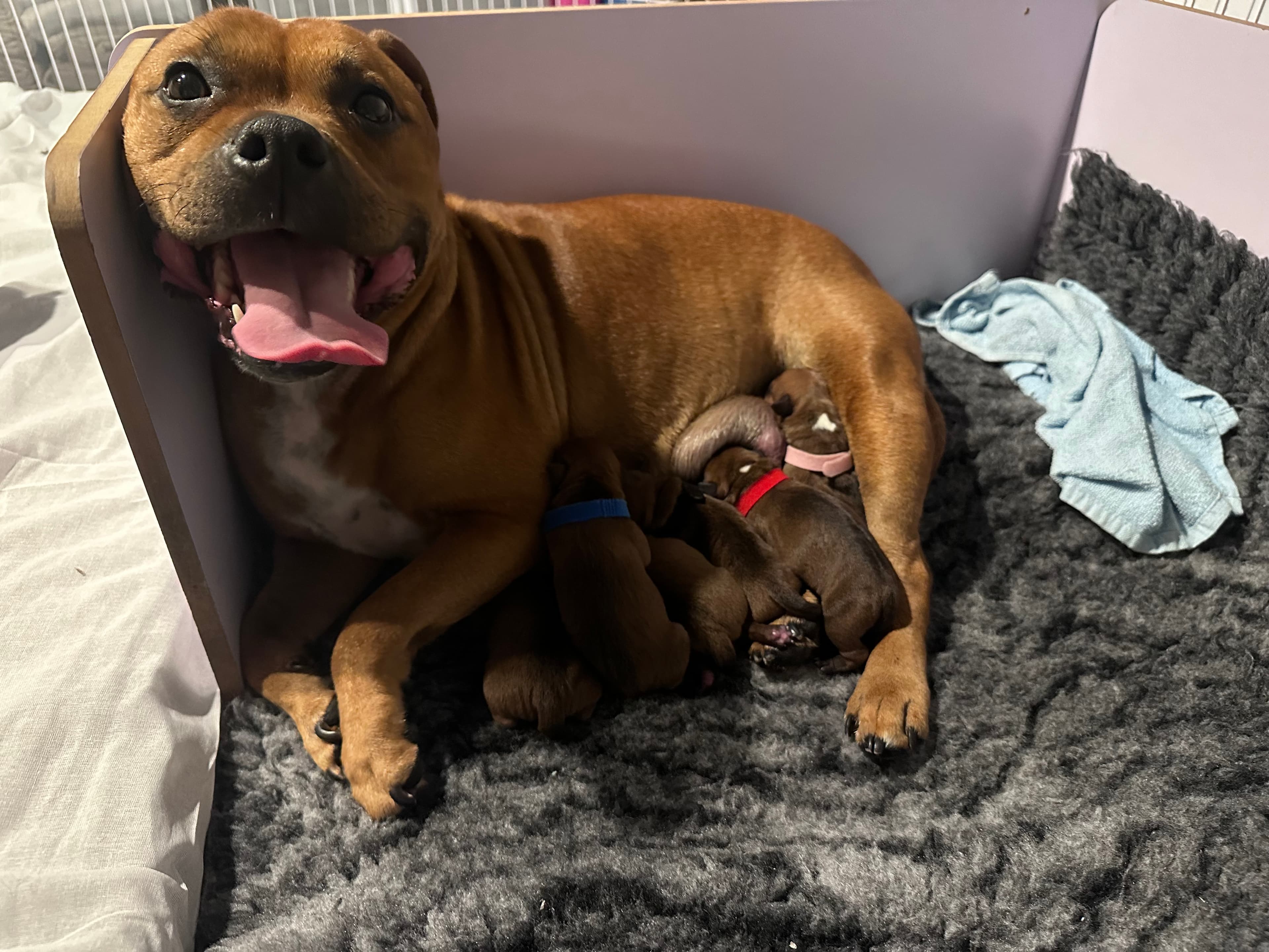 Chica’s 1 kuld - Billede 8