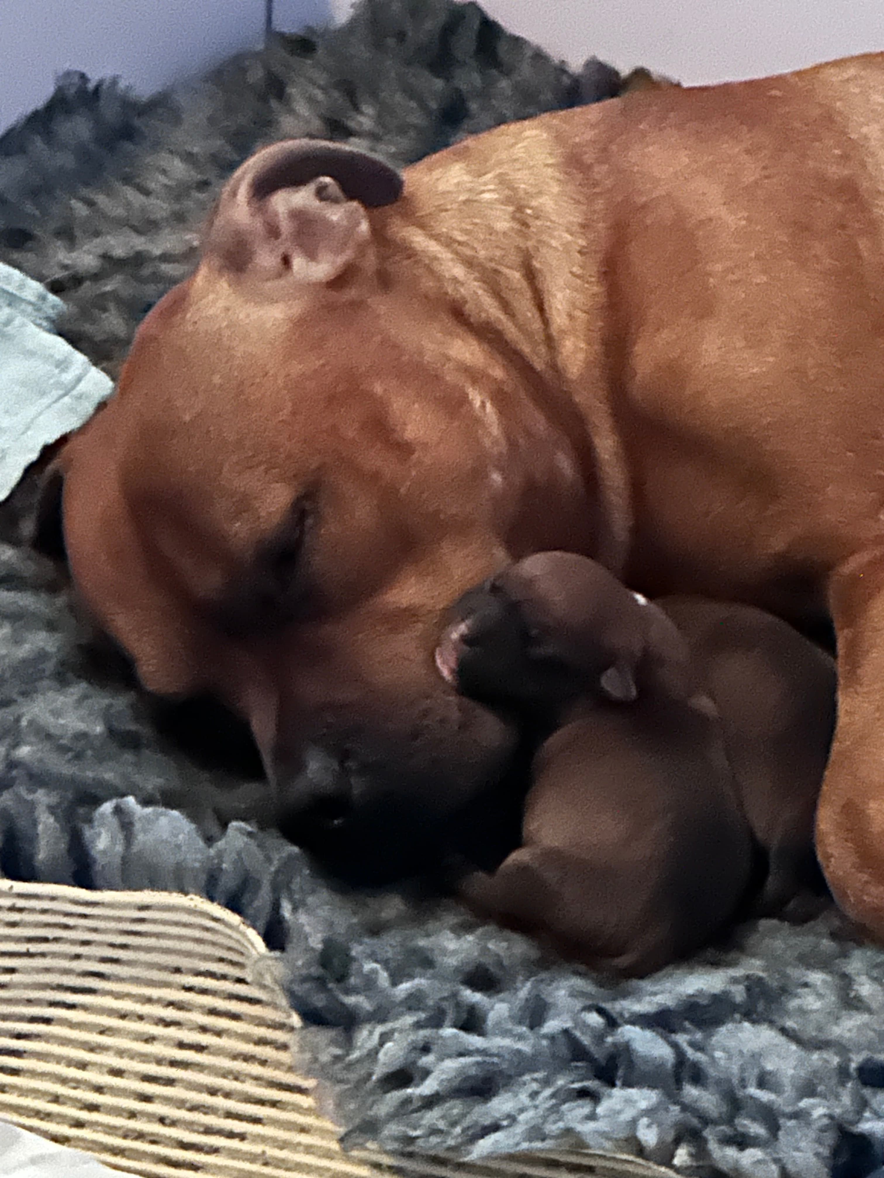 Chica’s 1 kuld - Billede 10