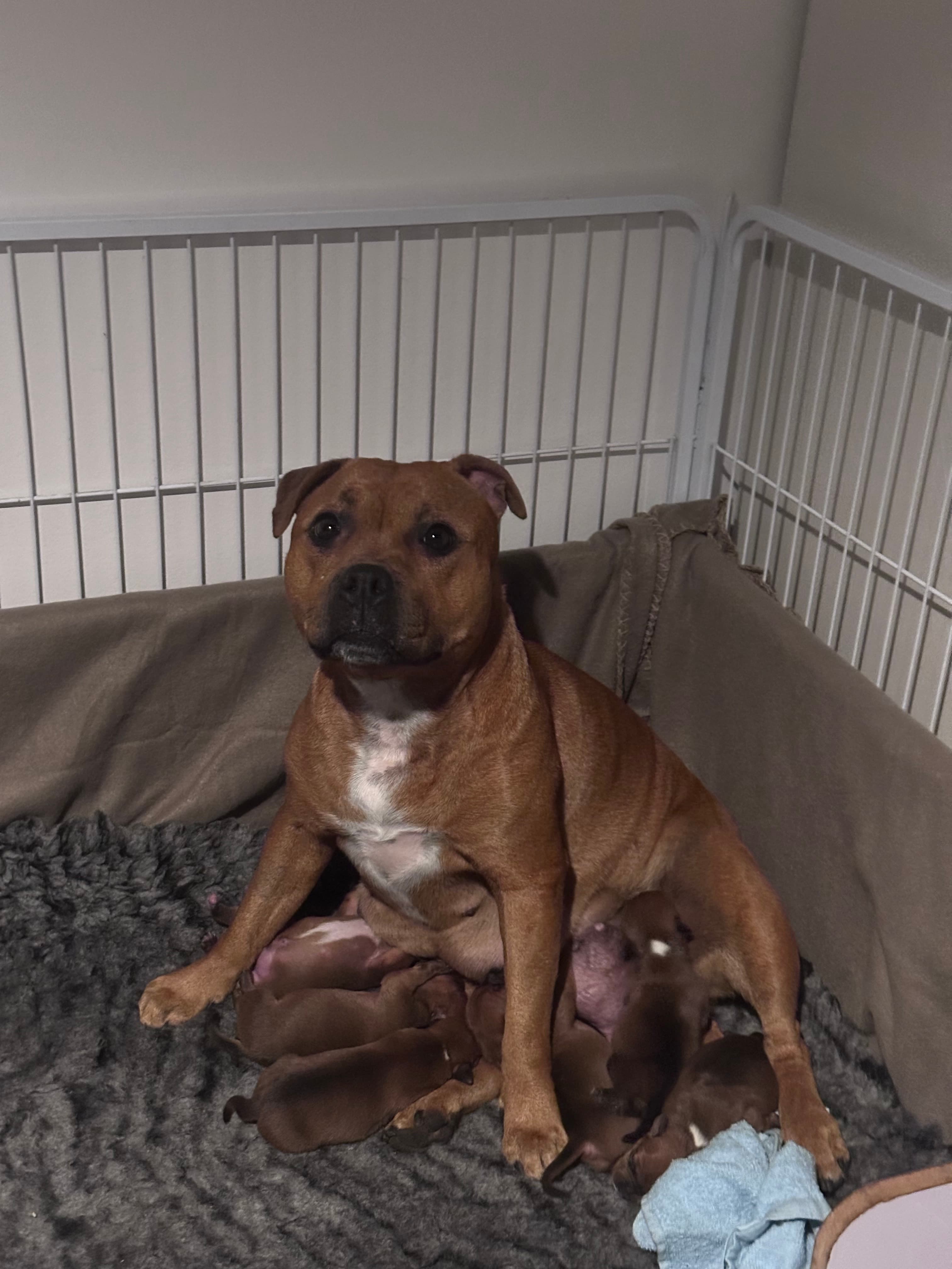 Chica’s 1 kuld - Billede 7