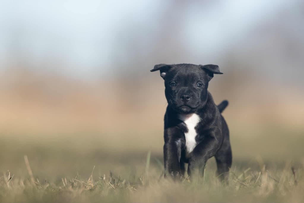 Sort hvalp med hvid brystplet